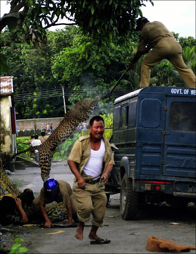 Поймай леопарда (7 фото)