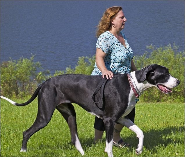 Самая высокая собака (4 фото)