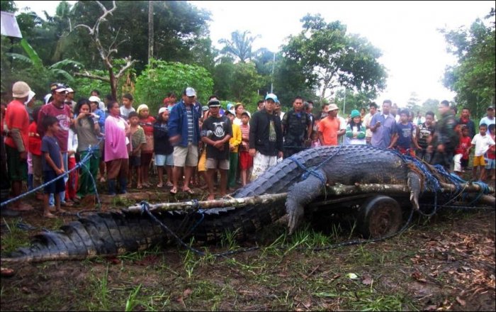 Огромный крокодил пойман на Филиппинах (4 фото + текст)
