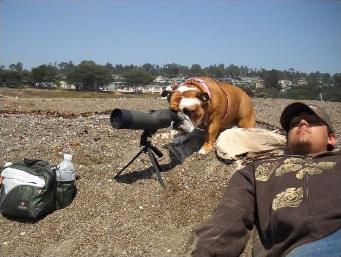 Сторожевой пес (2 фото)