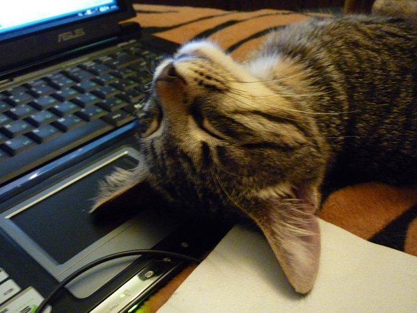 Коты и клавиатуры (17 фото)