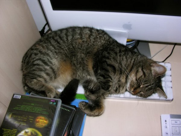 Коты и клавиатуры (17 фото)