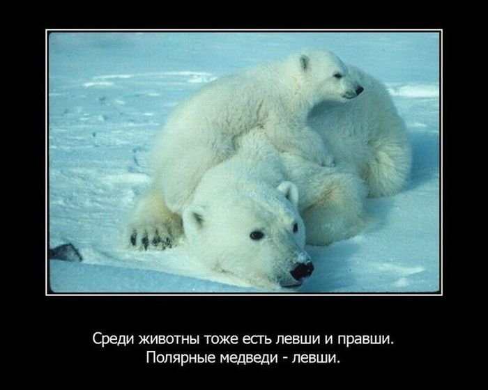 fakty_o_zhivotnykh_15_foto_2.jpg