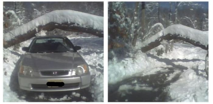 Дерево упало на автомобиль (4 фото)