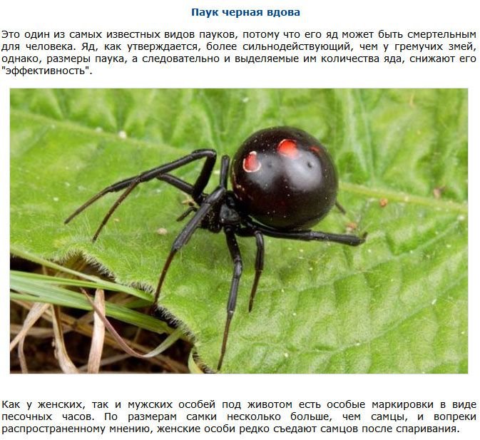 Самые опасные насекомые (9 фото)