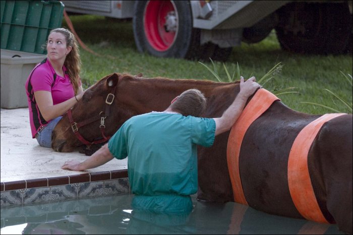 Лошадь упала в бассейн (30 фото)