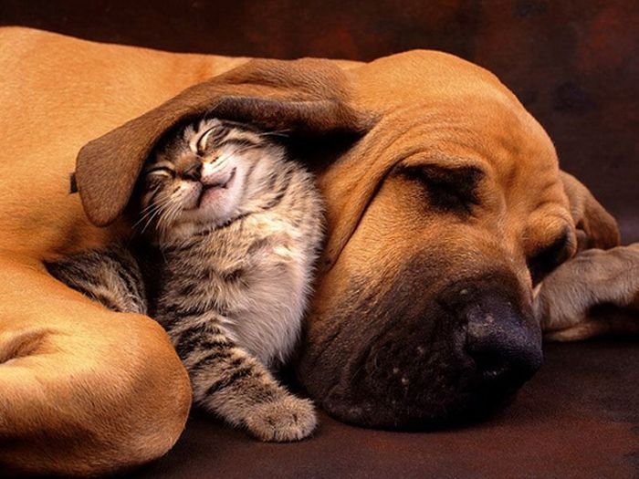 Дружба кошки и собаки (20 фото)