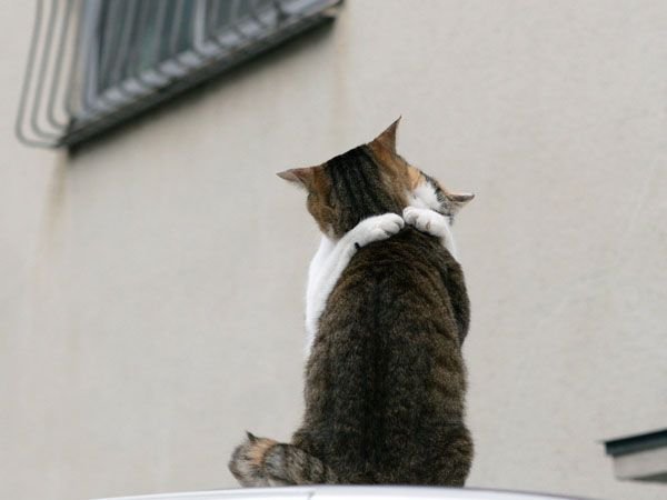 Котов застукали (14 фото)