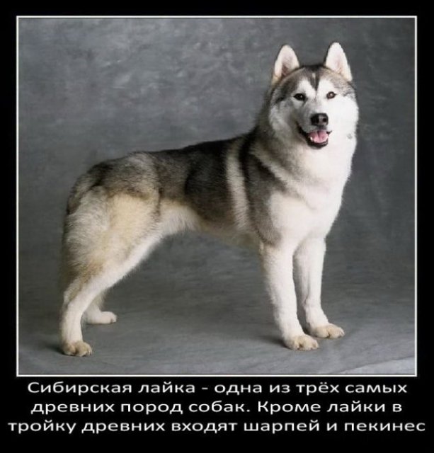 Факты о собаках (48 фото)