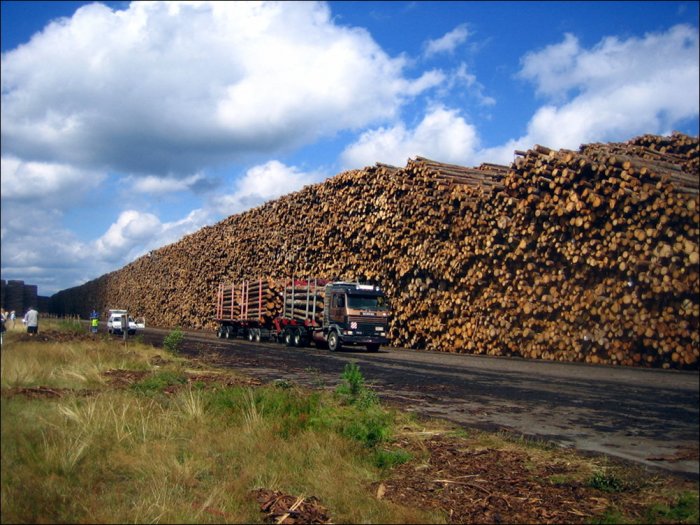 Самое большое хранилище древесины в мире (6 фото)
