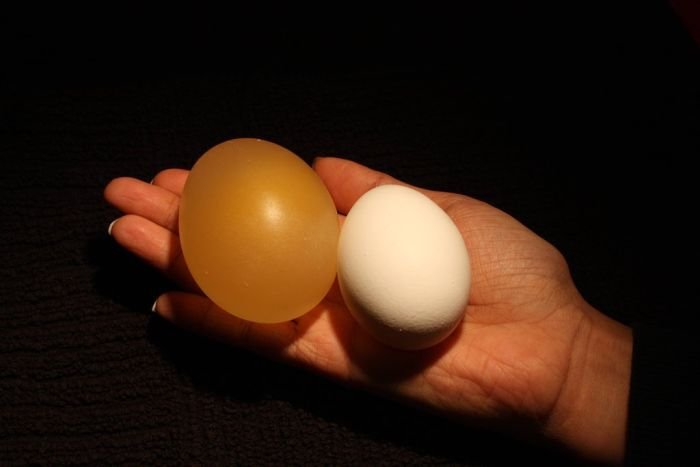 Яйцо в уксусе (12 фото)
