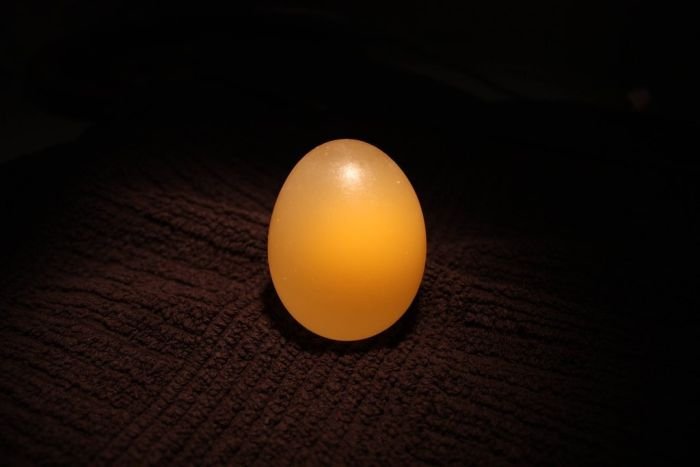 Яйцо в уксусе (12 фото)