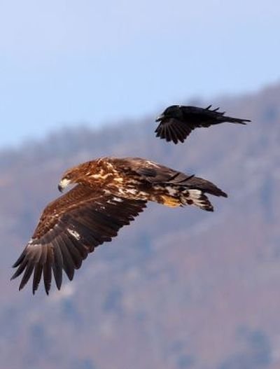 Ворона и орел (4 фото)