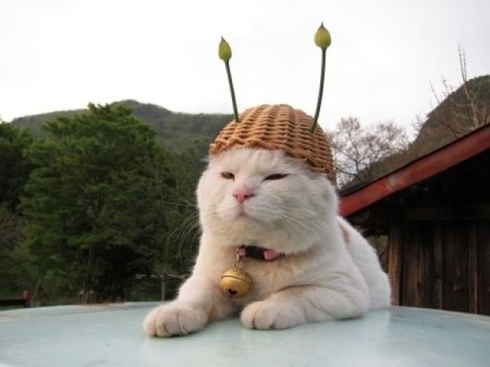 Модный кот (26 фото)