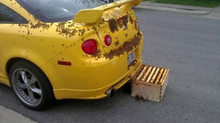 Пчелы облепили автомобиль (6 фото)