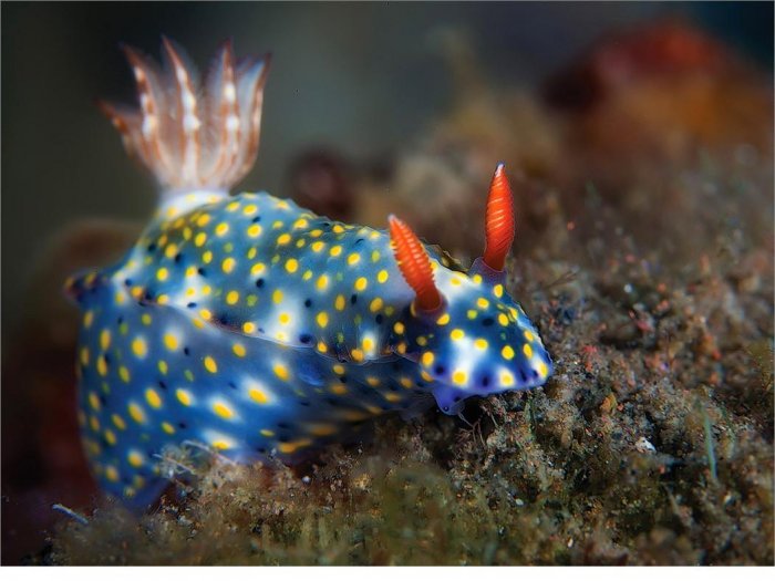Необычные жители подводного мира (20 фото)