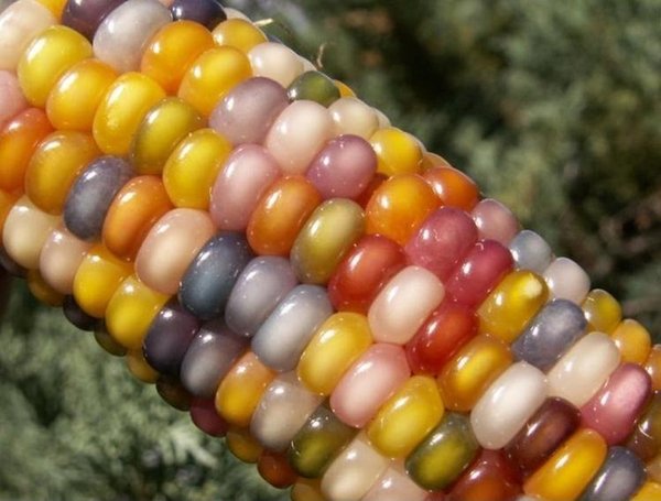 Странная кукуруза (3 фото)
