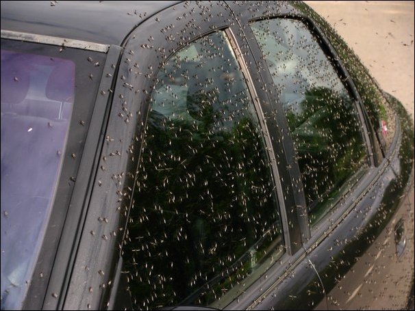 Тучи комаров в минской области (17 фото)