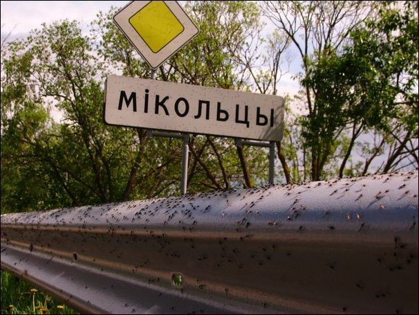 Тучи комаров в минской области (17 фото)