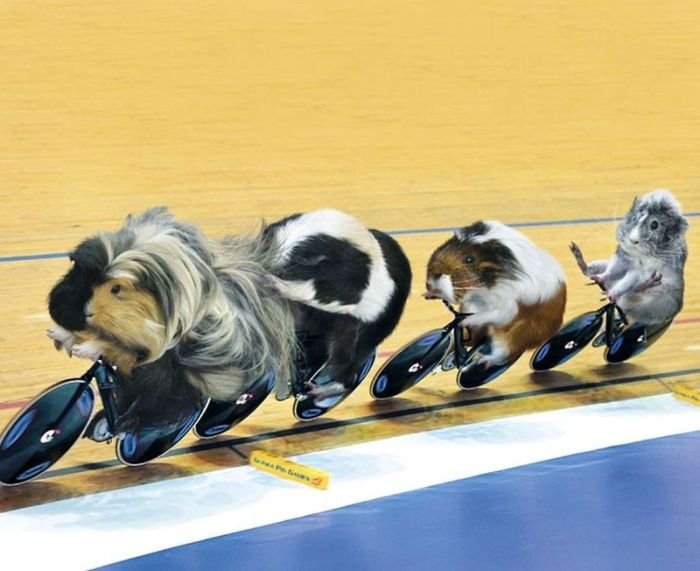 Морские свинки на Олимпиаде (12 фото)