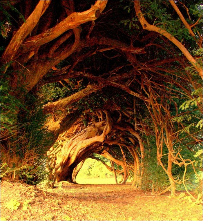 Тоннели из деревьев (13 фото)
