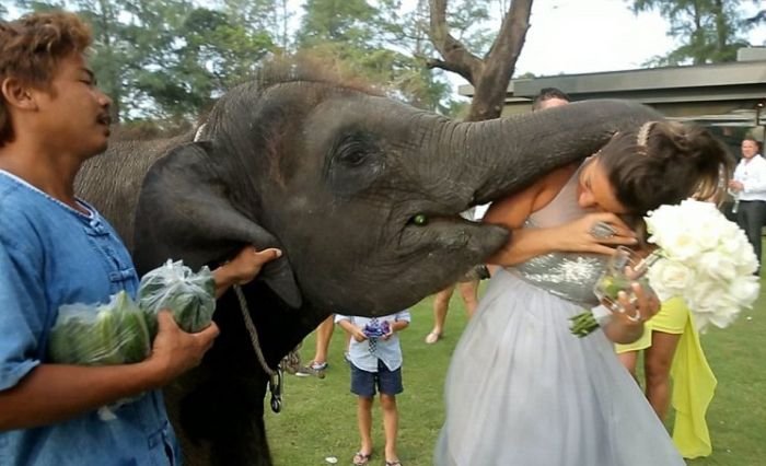 Слон захотел поцеловаться (7 фото)