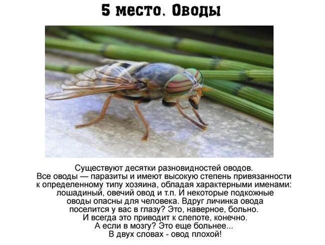 Самые опасные насекомые России (7 фото)