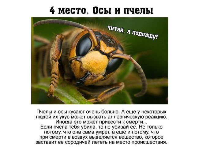 Самые опасные насекомые России (7 фото)