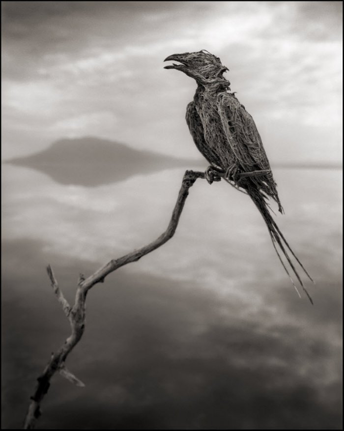 Окаменевшие птицы озера Натрон (6 фото)