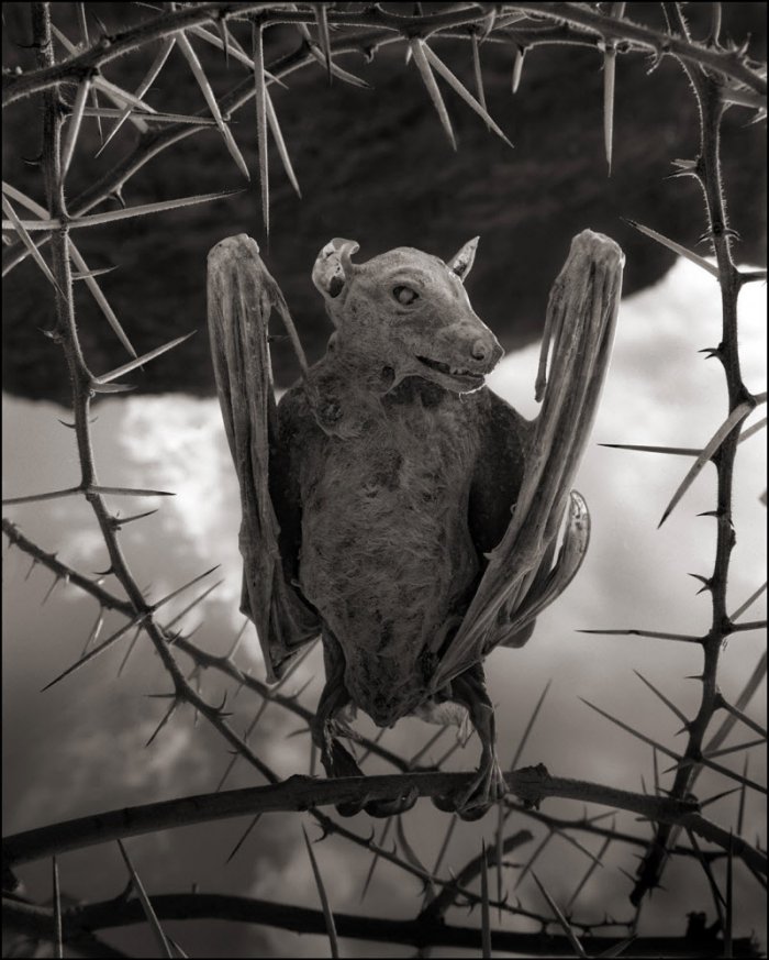 Окаменевшие птицы озера Натрон (6 фото)