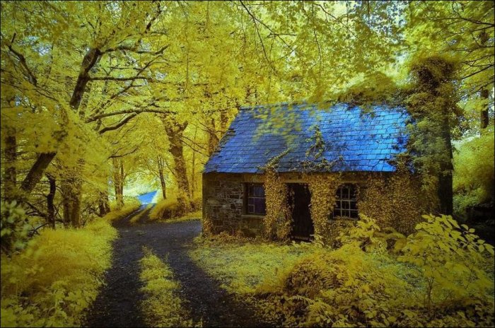 Дома в лесу (19 фото)
