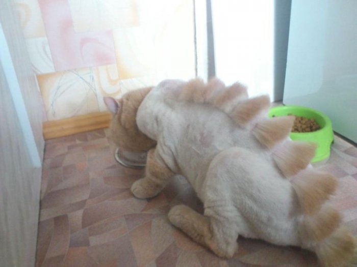 Парикмахер сделал из своего кота динозавра (4 фото)