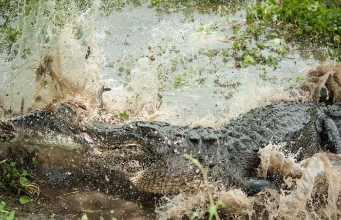 Крокодил сожрал товарища (6 фото)