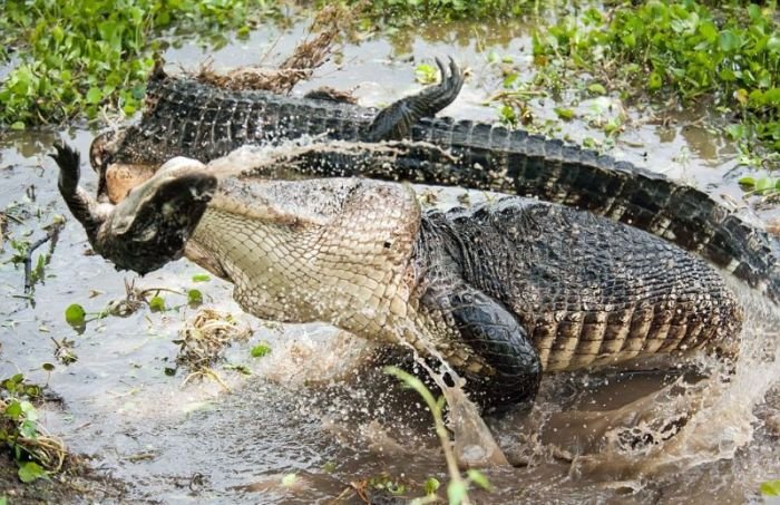 Крокодил сожрал товарища (6 фото)