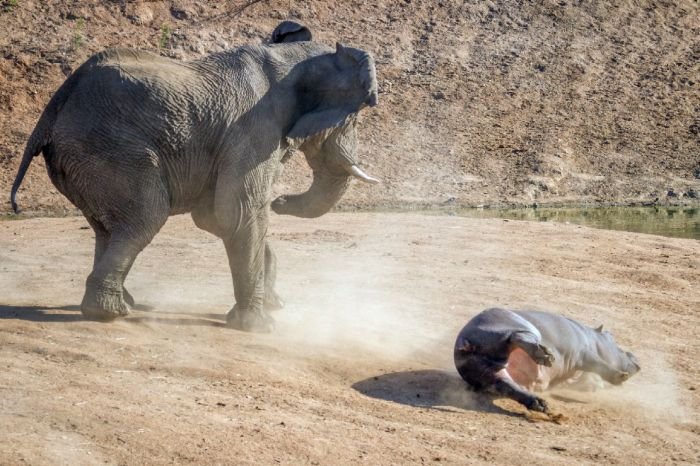 Слон против бегемота (10 фото)