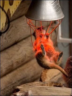 Сурикаты и инфракрасная лампа (5 фото)