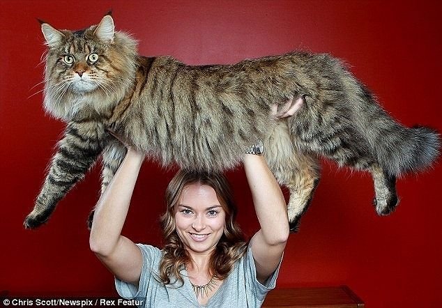 Самый большой кот в мире (4 фото)