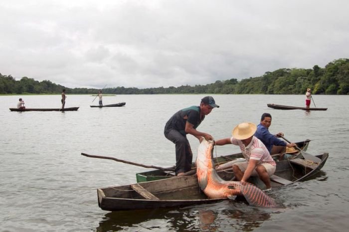 Ловля самой большой пресноводной рыбы в мире (18 фото)