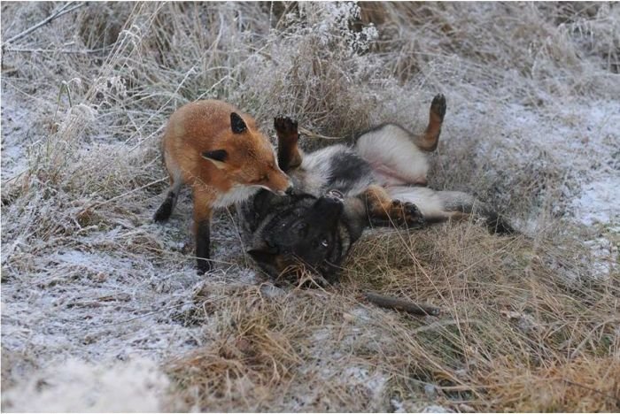 Дружба лисы и собаки (10 фото)