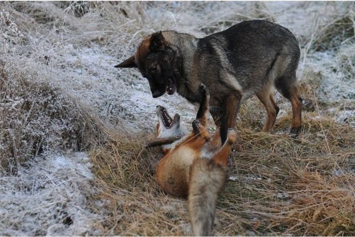 Дружба лисы и собаки (10 фото)