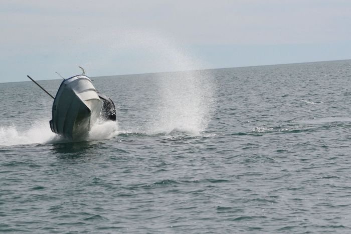 Горбатый кит атаковал лодку (7 фото)