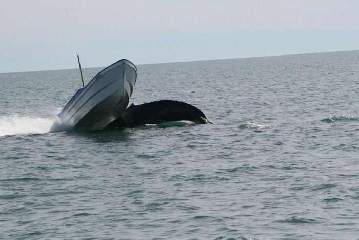 Горбатый кит атаковал лодку (7 фото)