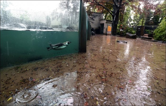 Наводнение в пражском зоопарке (8 фото)