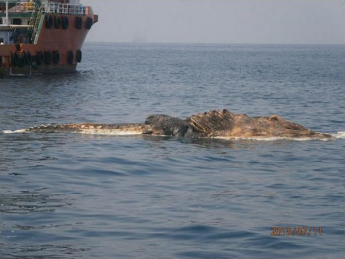 Непонятное существо в Персидском заливе (4 фото)