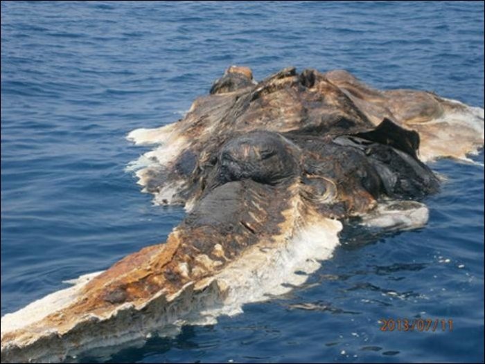 Непонятное существо в Персидском заливе (4 фото)