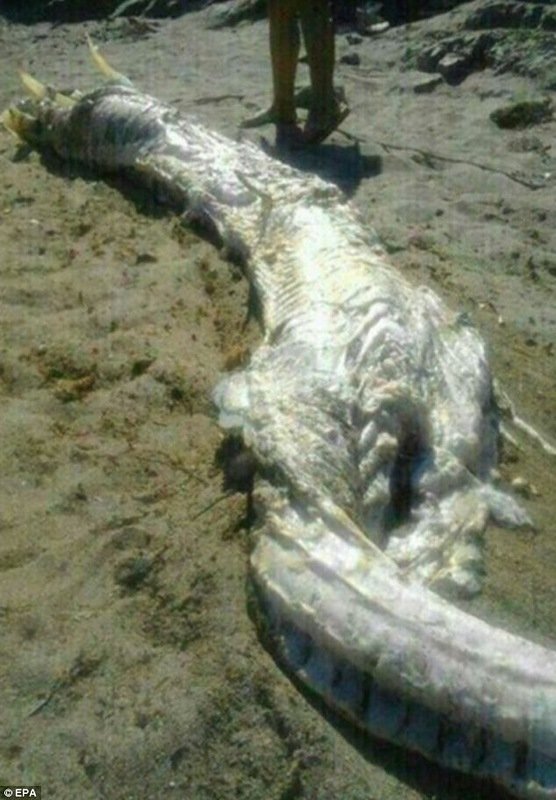 Странное существо на пляже Испании (3 фото)