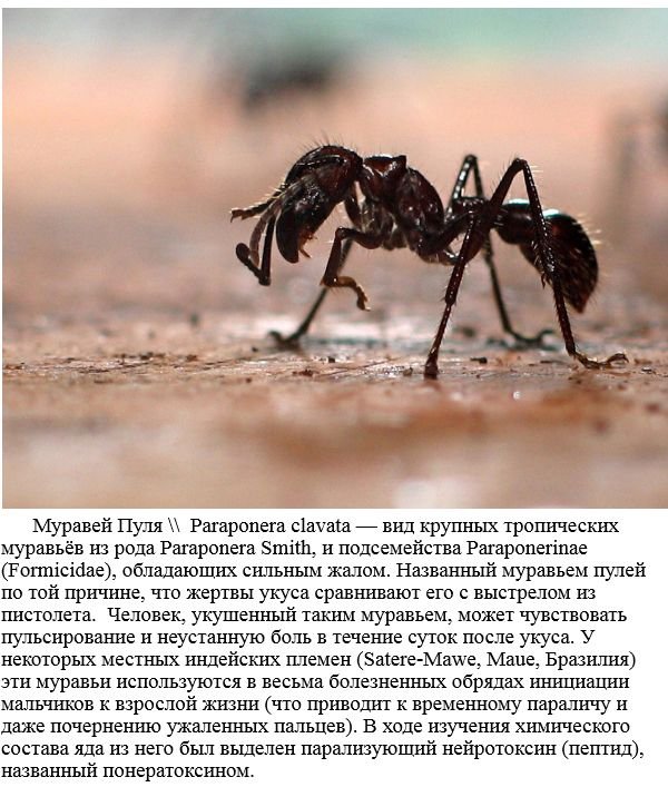 Самые опасные насекомые в мире (20 фото)
