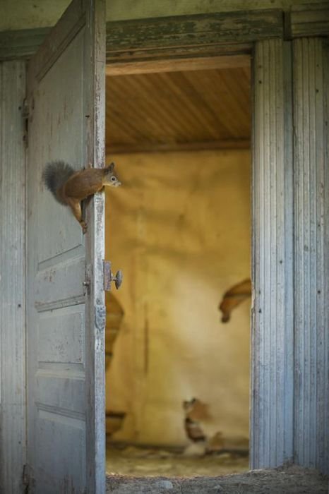 Дикие животные в старых домах (20 фото)