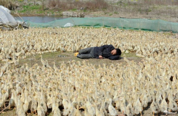 Китайцы отдыхают (12 фото)