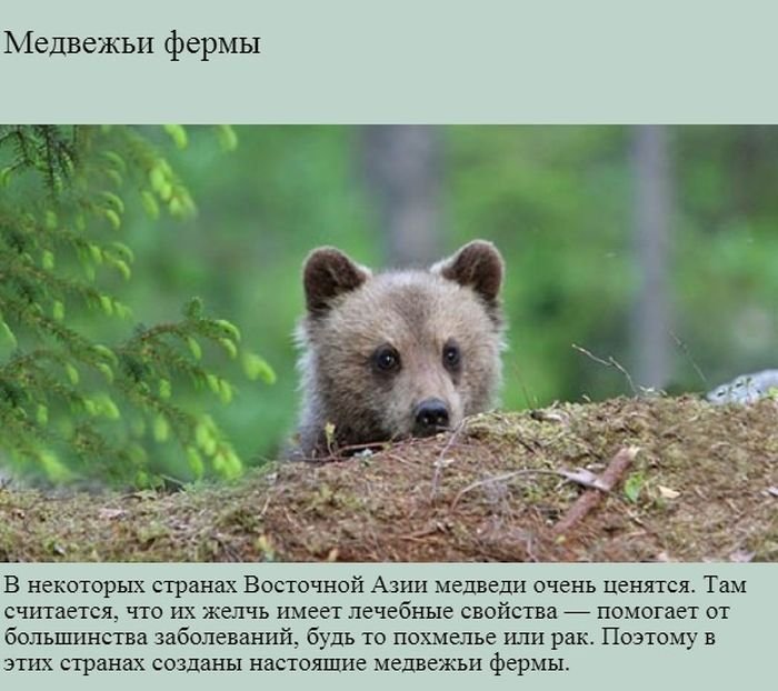 Факты о медведях (9 фото)